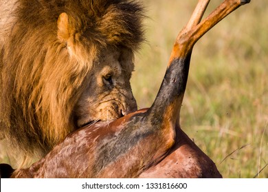 male lion chasing deer