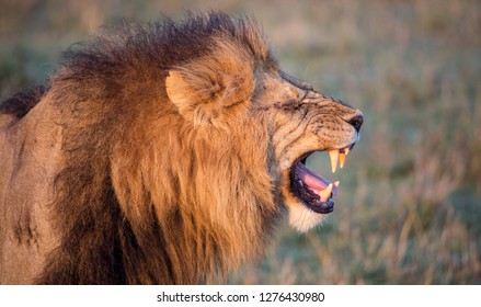 Male Lion Flehmen Response