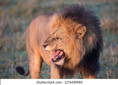 Male Lion Flehmen Response