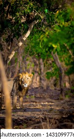 Male Lion In Forest Gujarat