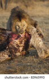 Male Lion With A Giraffe Kill