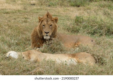 Male Lion Guards Sleeping Lioness In Serengeti National Park, Tanzania.  