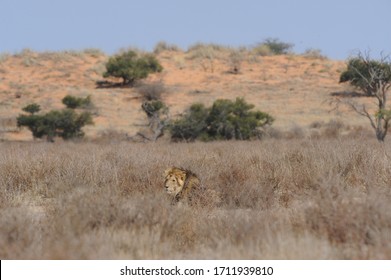 Male Lion Hiding In The Grass In The Kgalagadi  Transfrontier Park