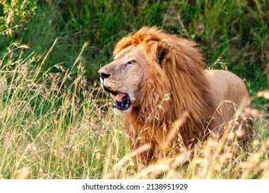 Male Lion in high grass