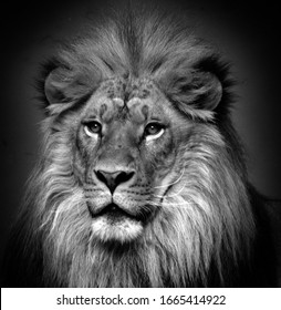 Male lion: Highly distinctive, the male lion is easily recognized by its mane, and its face is one of the most widely recognized animal symbols in human culture. 