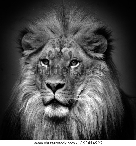 Male lion: Highly distinctive, the male lion is easily recognized by its mane, and its face is one of the most widely recognized animal symbols in human culture. 