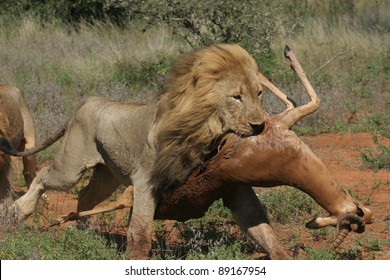 Male Lion With Impala Kill