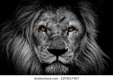 Male Lion with an intense stare deep into your soul