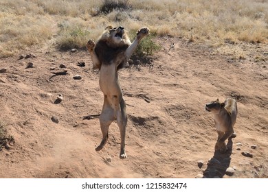 Male Lion Jumping 