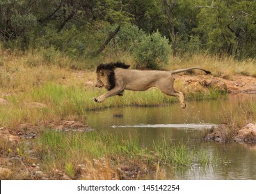 Male Lion Jumping Over Water