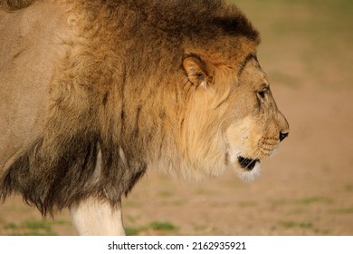 Male Lion In The Kgalagadi, South Arica