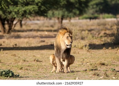 Male Lion In The Kgalagadi, South Arica