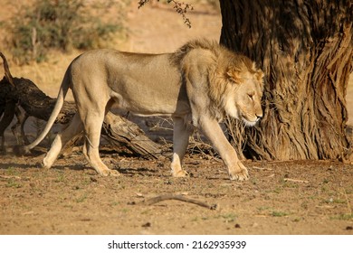 Male Lion In The Kgalagadi, South Arica