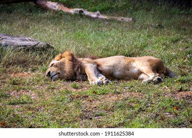 Male lion laying down in a green grass field - Powered by Shutterstock