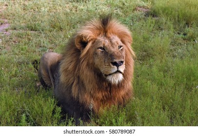 Male lion laying in the grasslands
s