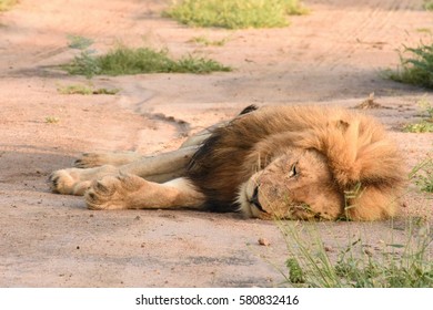 Male lion laying on the ground 