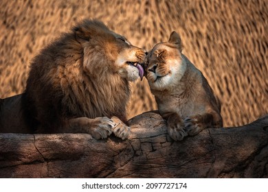 A male lion licking a female lion's face in love