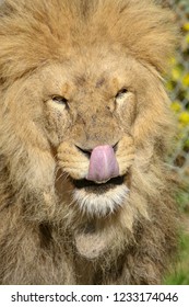 Male Lion Licking His Lips