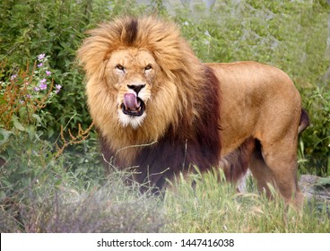 Male Lion Licking His Lips