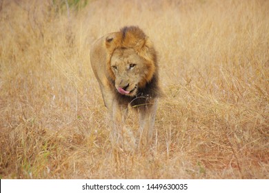 Male Lion Licking His Lips.