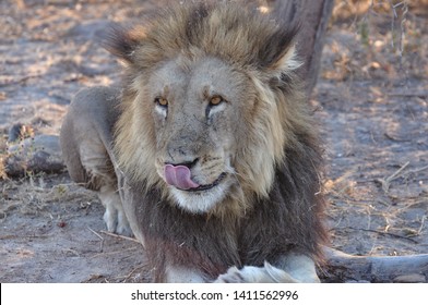 Male Lion Licking Its Lips