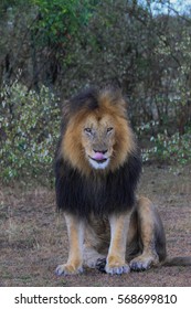 Male Lion Licking Lips