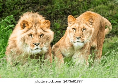 male lion and lioness at Yorkshire Wildlife Park - Powered by Shutterstock