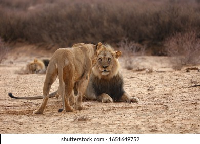 Male lion looking at female in hope of mating, Kgalagadi Transfrontier National Park, South Africa - Shutterstock ID 1651649752