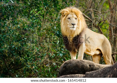 Male lion looking out atop rocky outcrop with copy space