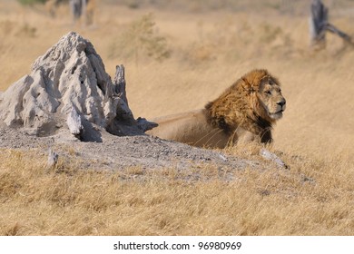 Male Lion In Moremi Game Reserve In Botswana, Africa