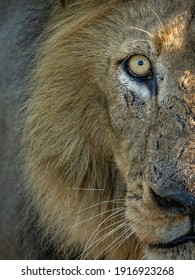 Male Lion One Eye Close Up