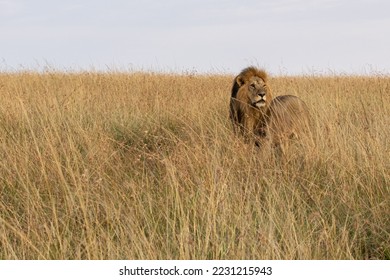 Male lion out in the tall grass. One early morning on the savanna he came walking alone calling his family. - Powered by Shutterstock