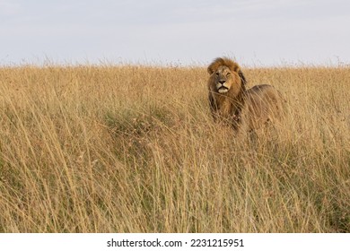 Male lion out in the tall grass. One early morning on the savanna he came walking alone calling his family. - Powered by Shutterstock