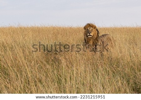 Male lion out in the tall grass. One early morning on the savanna he came walking alone calling his family.