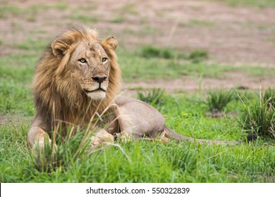 Male Lion (Panthera leo) resting on grass looking into the distance - Powered by Shutterstock