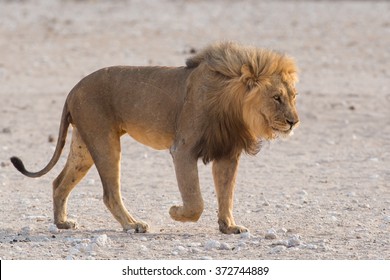 Male Lion (Panthera Leo) Walking