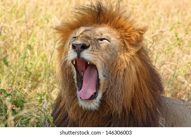 A male lion (Panthera Leo) yawning