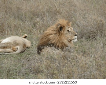 Male lion peacefully resting in tall grass, a lioness sleeping behind, exuding relaxation in the african savannah. Nature's beauty captured in wild predators' habitat. , Serengeti Tanzania - Powered by Shutterstock