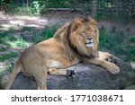 A male lion perching on his rock at the Louisiana Purchase Zoo in Monroe, Louisiana