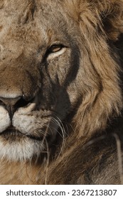 Male lion portrait, taken in the Masai Mara, Keny - Shutterstock ID 2367213807