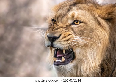 A Male Lion Ready To Attack