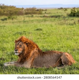 Male lion with a reddish mane lying in green grass, watching the Kenyan plain