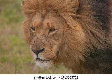 Lion Savane Images Stock Photos Vectors Shutterstock