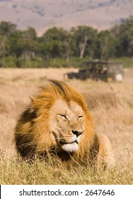 Male Lion Resting With Safari Jeep In Background