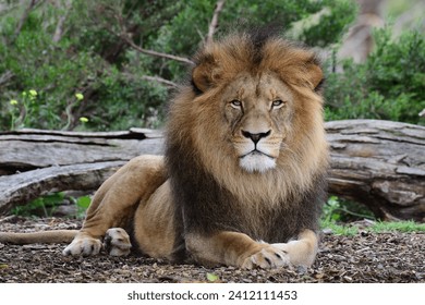 Male lion resting in Werribee open range zoo Victoria Australia  - Powered by Shutterstock