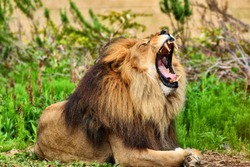 Lion featuring animal, lion, and cat, an Animal Photo by Byrdyak