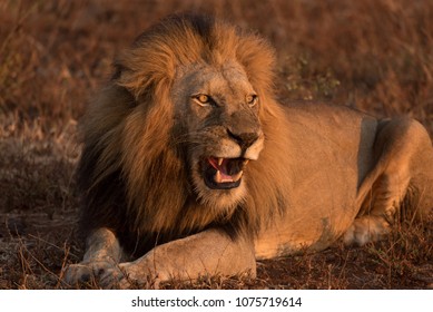 Lion Qui Rugit Images Photos Et Images Vectorielles De Stock Shutterstock