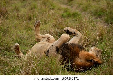 273 Lion rolling Images, Stock Photos & Vectors | Shutterstock