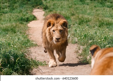 Male Lion Running To Female Lion