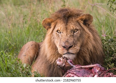 Male Lion Saving The Food For His Familly